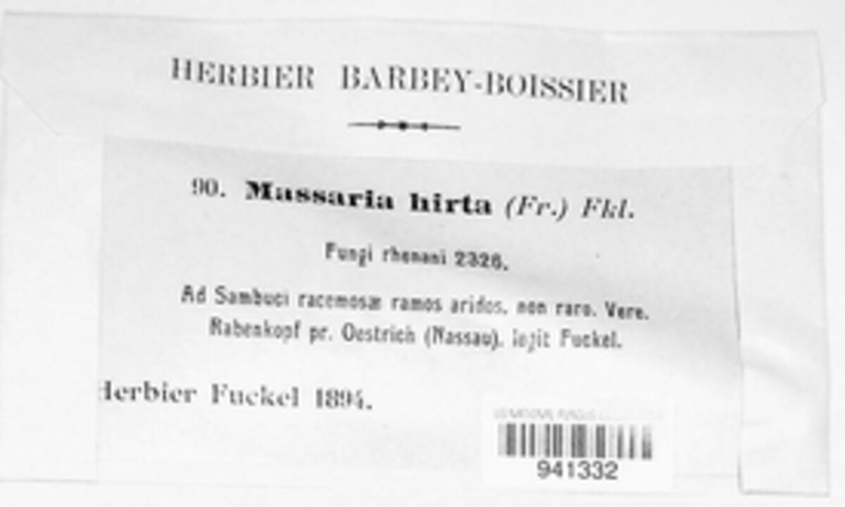 Karstenula hirta image